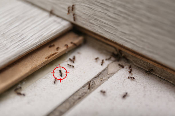 Best Pest Inspection Near Me  in Worcester, MA