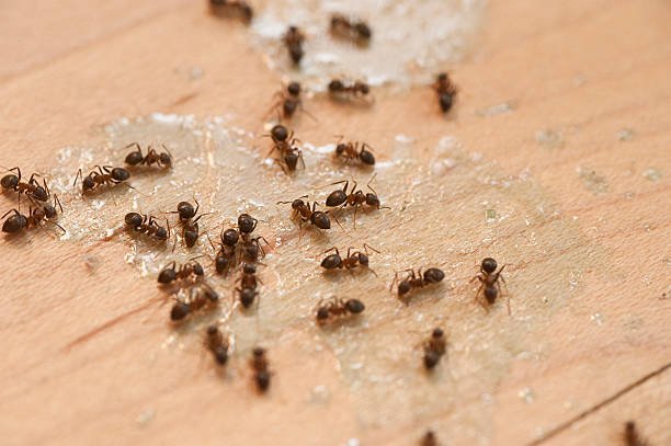 Flea Control Services in Worcester, MA