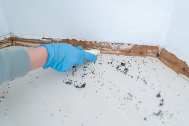 Best Flea Control Services  in Worcester, MA